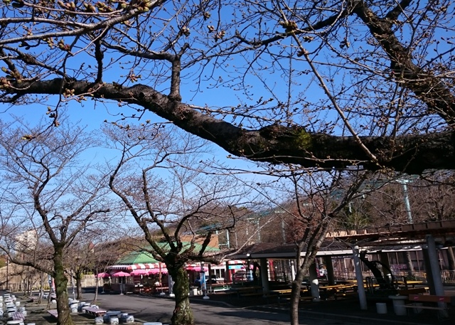 ブログ記事「桜情報2015（1）　〜クマ舎前の早咲きの桜が開花！〜」のサムネイル画像