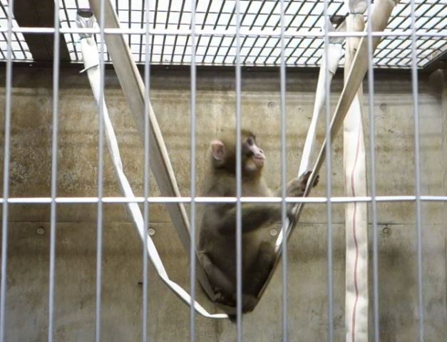 ブログ記事「サルのブランコ」のサムネイル画像