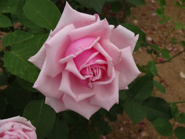 ブログ記事「バラのはなし、ランのはなし」のサムネイル画像