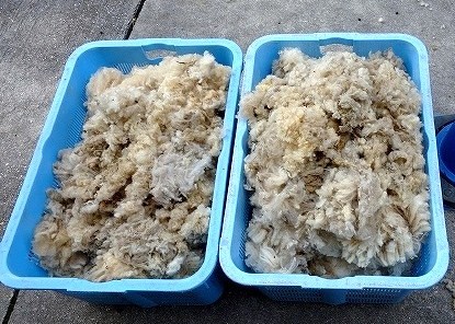 ブログ記事「ヒツジの毛刈り」のサムネイル画像