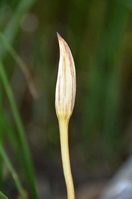 ブログ記事「根元を見てごらん♪」のサムネイル画像