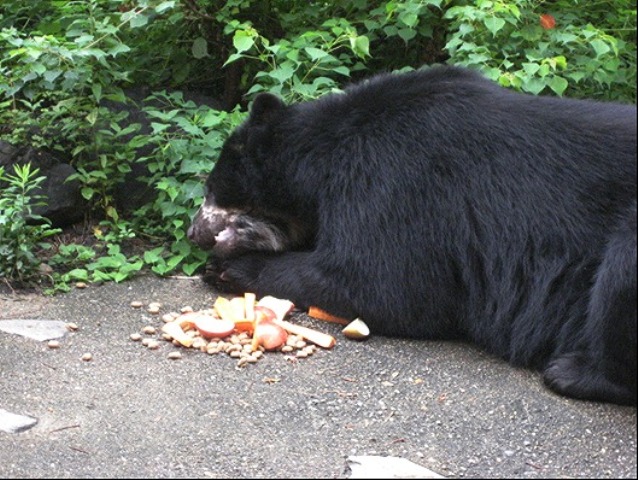 ブログ記事「食欲の秋」のサムネイル画像