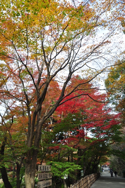 ブログ記事「植物園紅葉情報　〜紅葉も十人十色♪〜」のサムネイル画像
