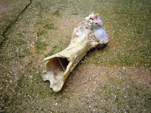ブログ記事「オオカミの歯磨き」のサムネイル画像