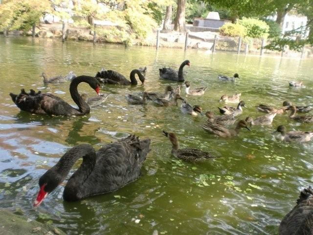 ブログ記事「熱い胡蝶池」のサムネイル画像