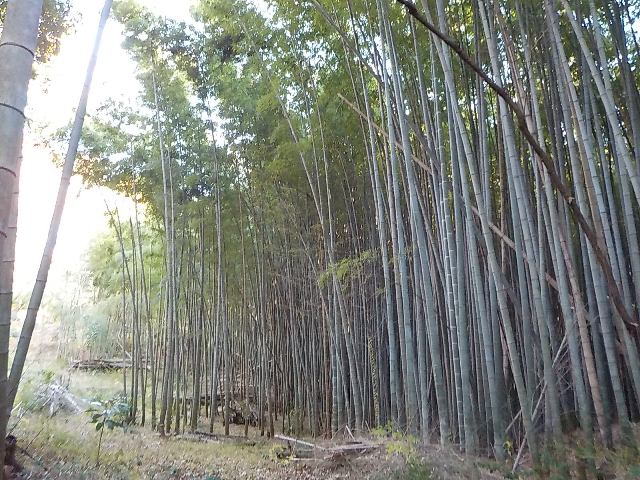ブログ記事「☆祝100本目☆」のサムネイル画像