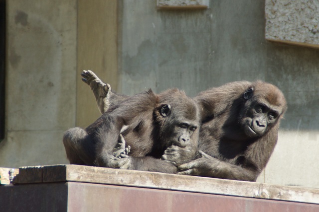 ブログ記事「今年の動物園五大ニュース」のサムネイル画像