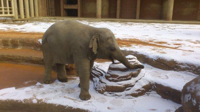 ブログ記事「雪の日のアジアゾウ」のサムネイル画像