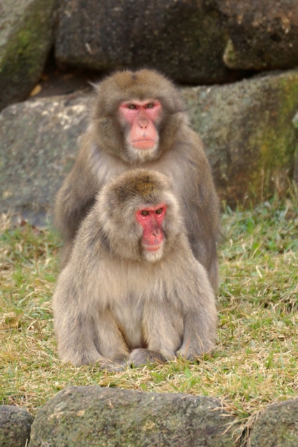 ブログ記事「猿あらかると」のサムネイル画像