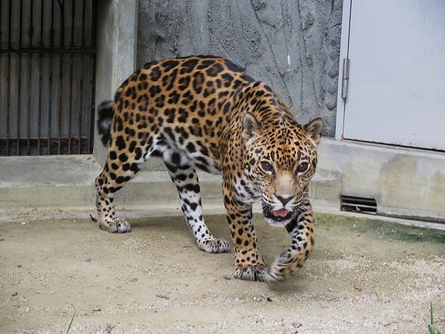 ブログ記事「ジャガーのチャゲが死亡しました」のサムネイル画像