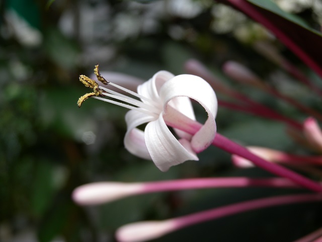 ブログ記事「温室で花火が！」のサムネイル画像