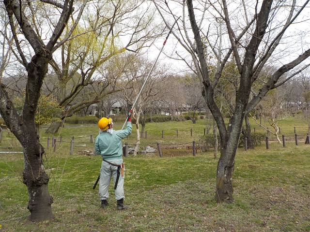 ブログ記事「花が咲くまえに」のサムネイル画像