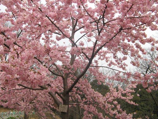 ブログ記事「桜の回廊だより2016 　〜最新さくら情報その１〜」のサムネイル画像