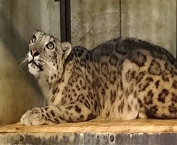 ブログ記事「リアンのお引越し」のサムネイル画像