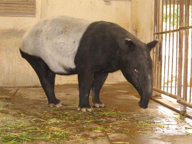 ブログ記事「世界バクの日」のサムネイル画像