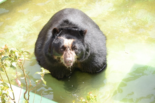 ブログ記事「メガネグマのプール遊び」のサムネイル画像