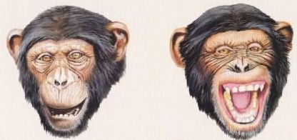 ブログ記事「チンパンジーも笑う」のサムネイル画像