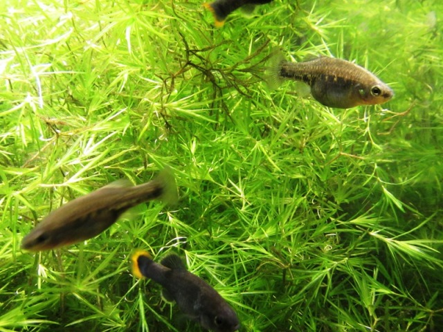 ブログ記事「出産する魚」のサムネイル画像