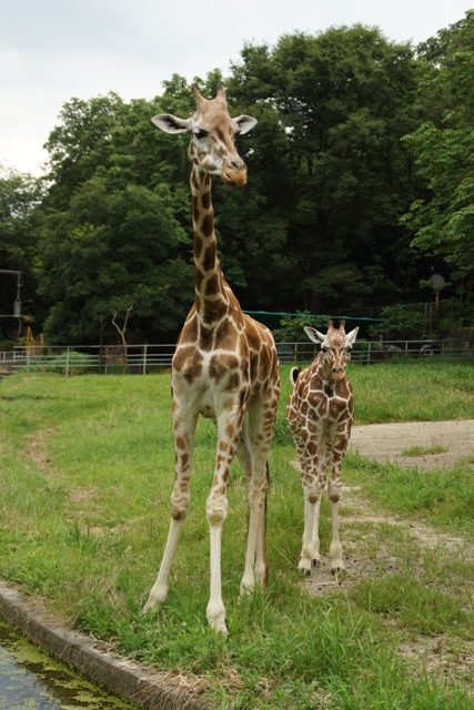 ブログ記事「ジュラが1歳になりました！」のサムネイル画像