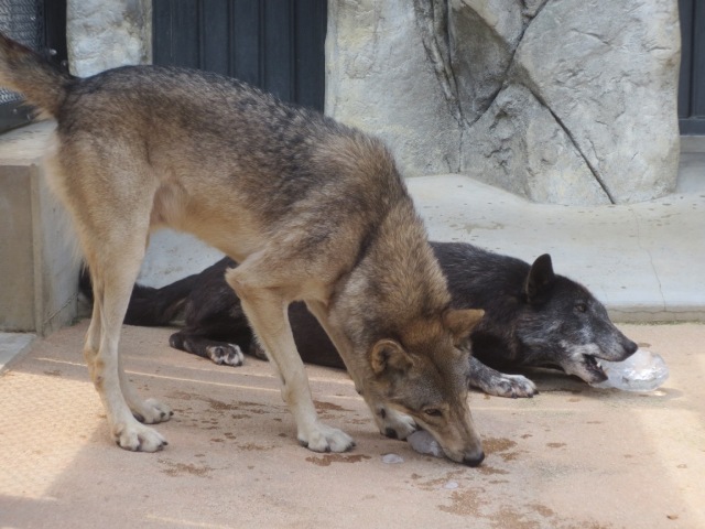 オオカミの夏のおやつ｜オフィシャルブログ｜東山動植物園