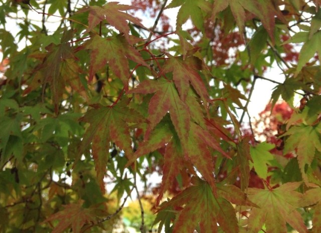 ブログ記事「［80th］ズーボが行く！「秋は紅葉。やうやう赤くなりゆくのはなぜ？」」のサムネイル画像