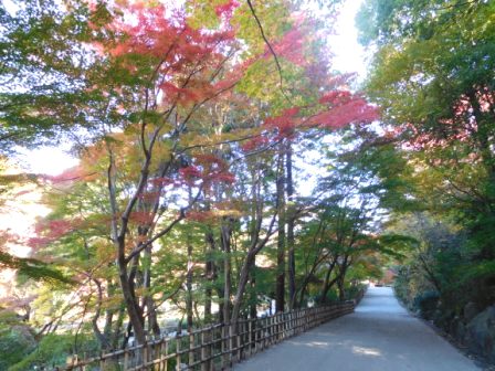 ブログ記事「もみじ狩りが始まりました！」のサムネイル画像