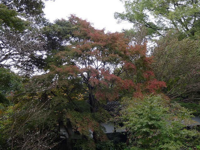 ブログ記事「秋の深まり」のサムネイル画像