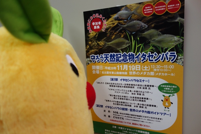 ブログ記事「［80th］ズーボが行く！「イタセンパラの名前の由来は？」」のサムネイル画像