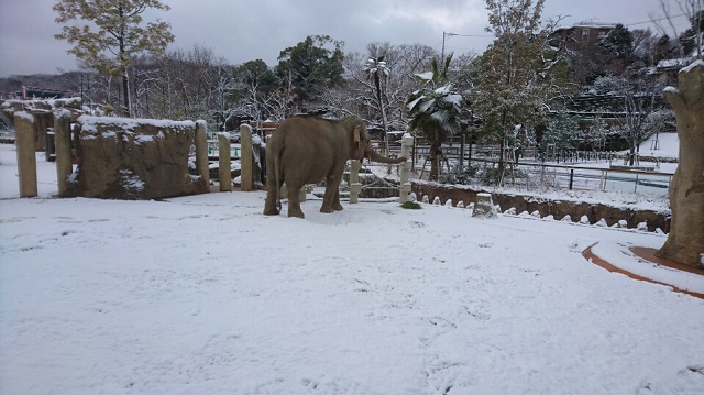 ブログ記事「雪の日のアジアゾウ」のサムネイル画像