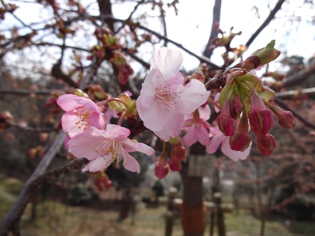 ブログ記事「春はそこまで」のサムネイル画像