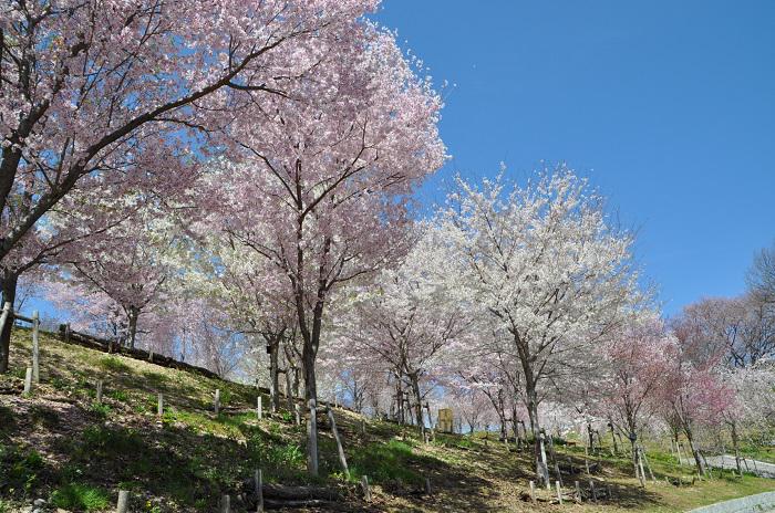 桜の回廊（提供用）画像④.jpg