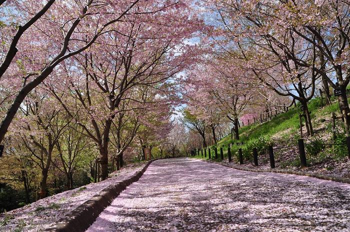 桜の回廊　絨毯画像⑤.JPG