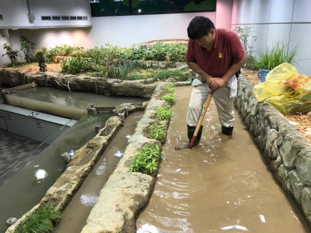 ブログ記事「今年も田植えをしました」のサムネイル画像