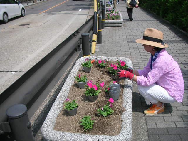 根をほぐして植えこむ.JPG