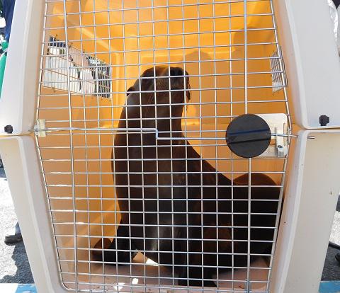 ブログ記事「カリフォルニアアシカの「エル」が桂浜水族館に転出しました」のサムネイル画像
