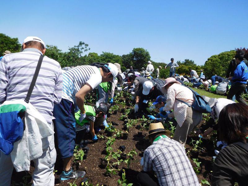 ブログ記事「平成３０年度花いっぱいプロジェクト夏花壇の植え付けを行いました」のサムネイル画像