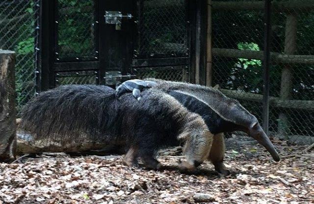 ブログ記事「オオアリクイの赤ちゃん見えるかな？」のサムネイル画像