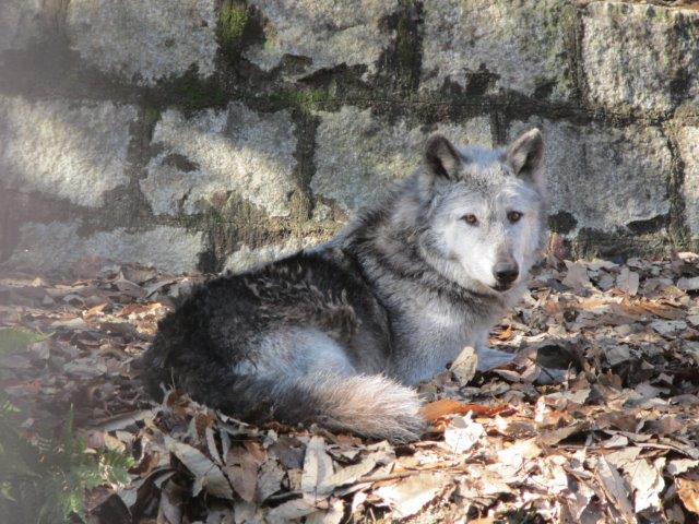 ブログ記事「アオイお元気で！！」のサムネイル画像