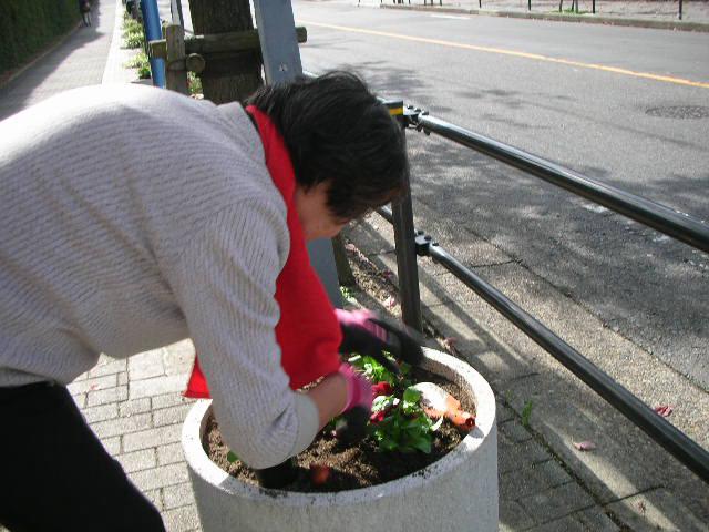 植えこんでます③.JPG