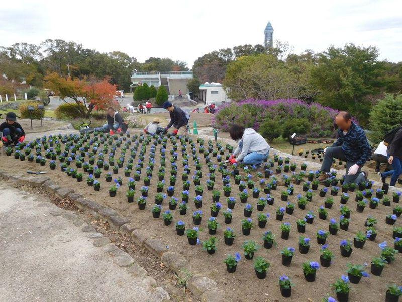 ブログ記事「平成３０年度花いっぱいプロジェクト春花壇の植え付けを行いました」のサムネイル画像
