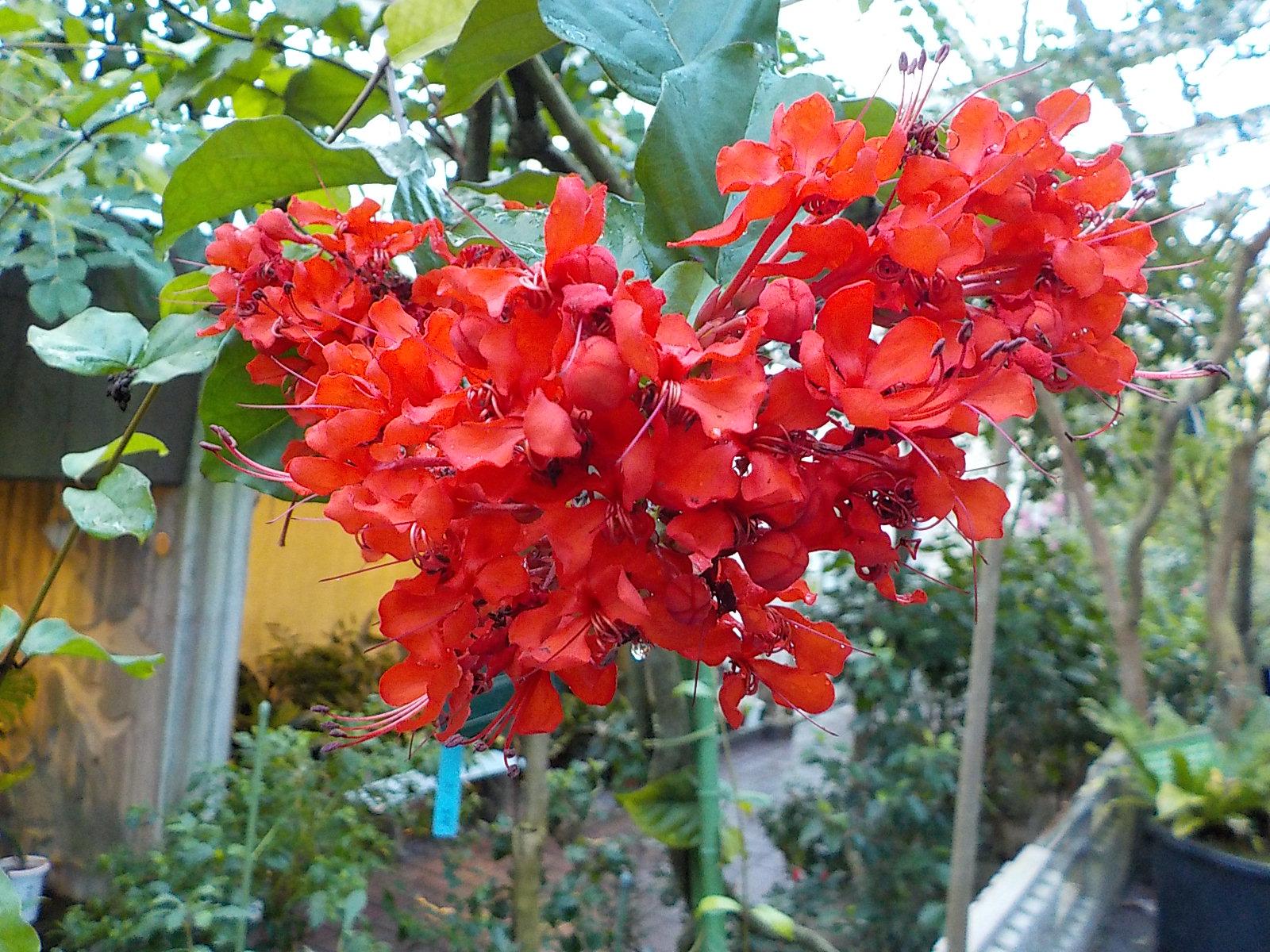 温室 サンギャラリーの花がけっこう咲いてるんです オフィシャルブログ 東山動植物園