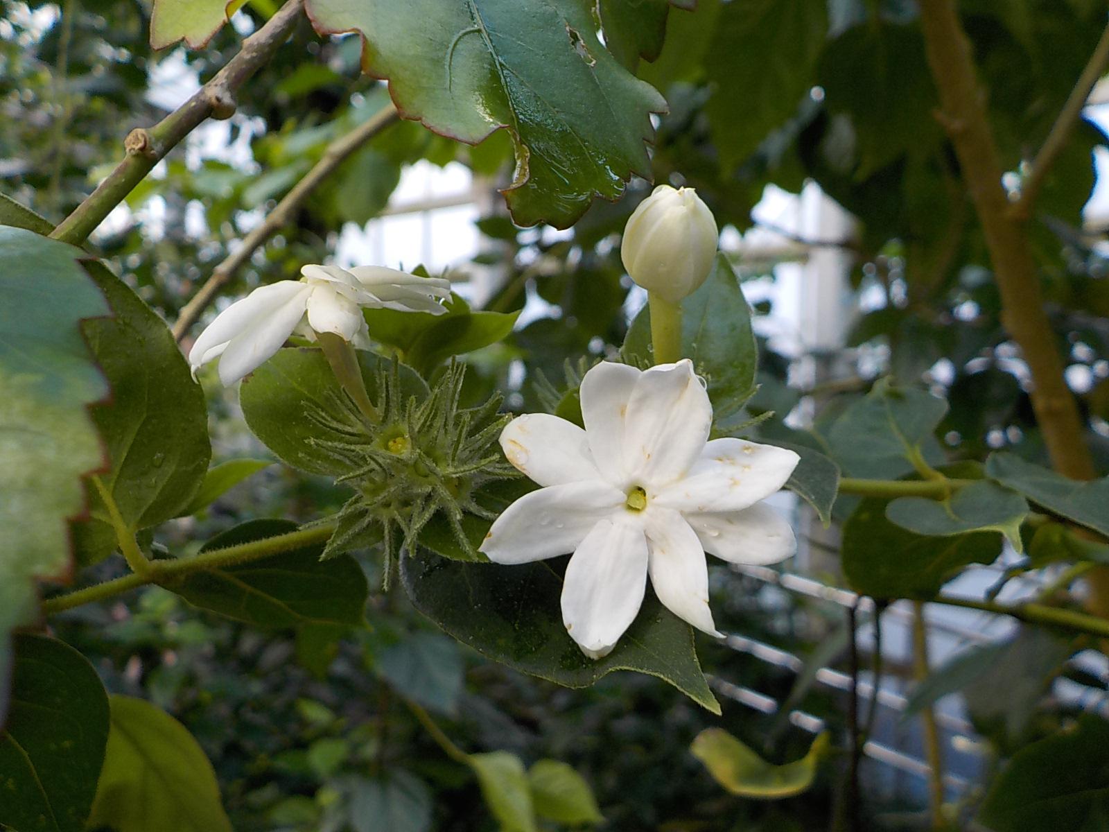 温室 サンギャラリーの花がけっこう咲いてるんです オフィシャルブログ 東山動植物園