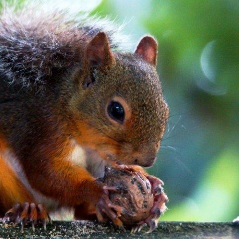 オニグルミを食べるニホンリス.jpg