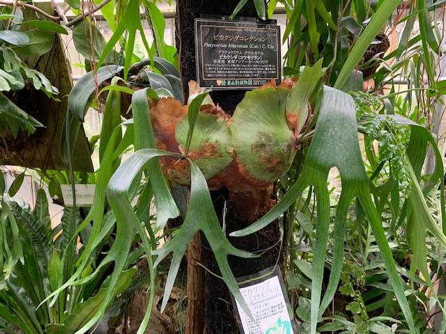 ビカクシダ（植物園・温室後館）.jpg