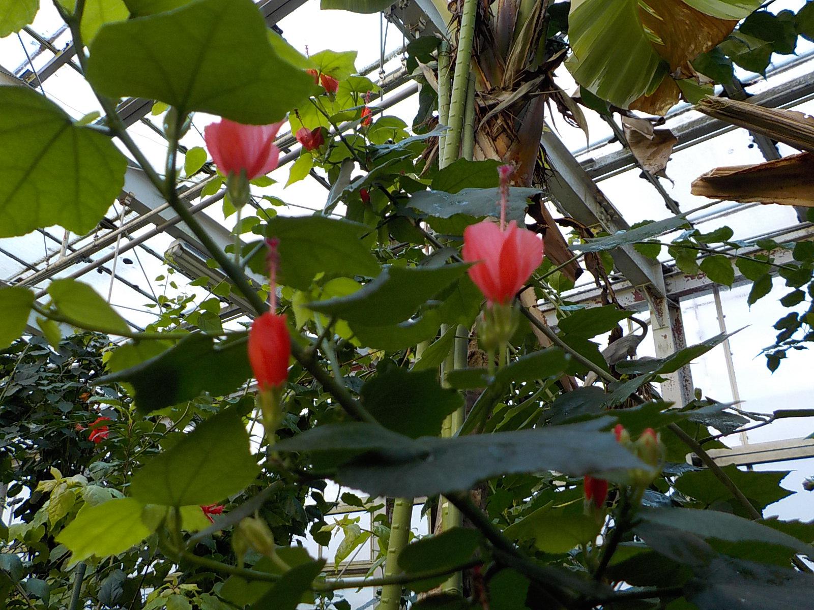 温室 サンギャラリーの花がけっこう咲いてるんです オフィシャルブログ 東山動植物園