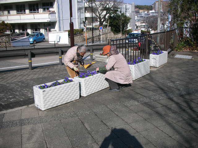 パンジーの花殻摘み.JPG