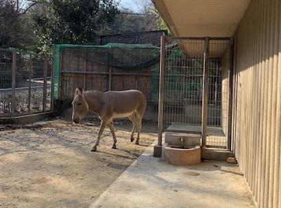 ブログ記事「家畜になった野生動物たち（本園エリア編）」のサムネイル画像