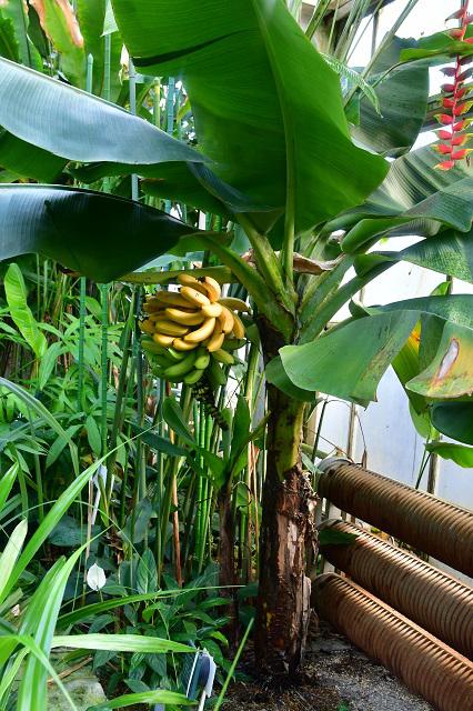 ブログ記事「植物園からのプレゼント！」のサムネイル画像
