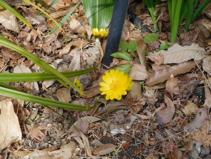 ブログ記事「福寿草が咲き始めています」のサムネイル画像