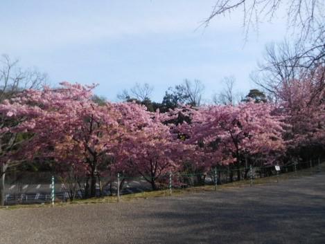 ②河津桜.jpg